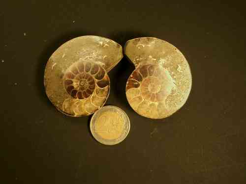 Ammonit Paar (einzeln 8,00 €)